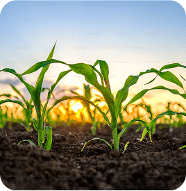 Agriculture