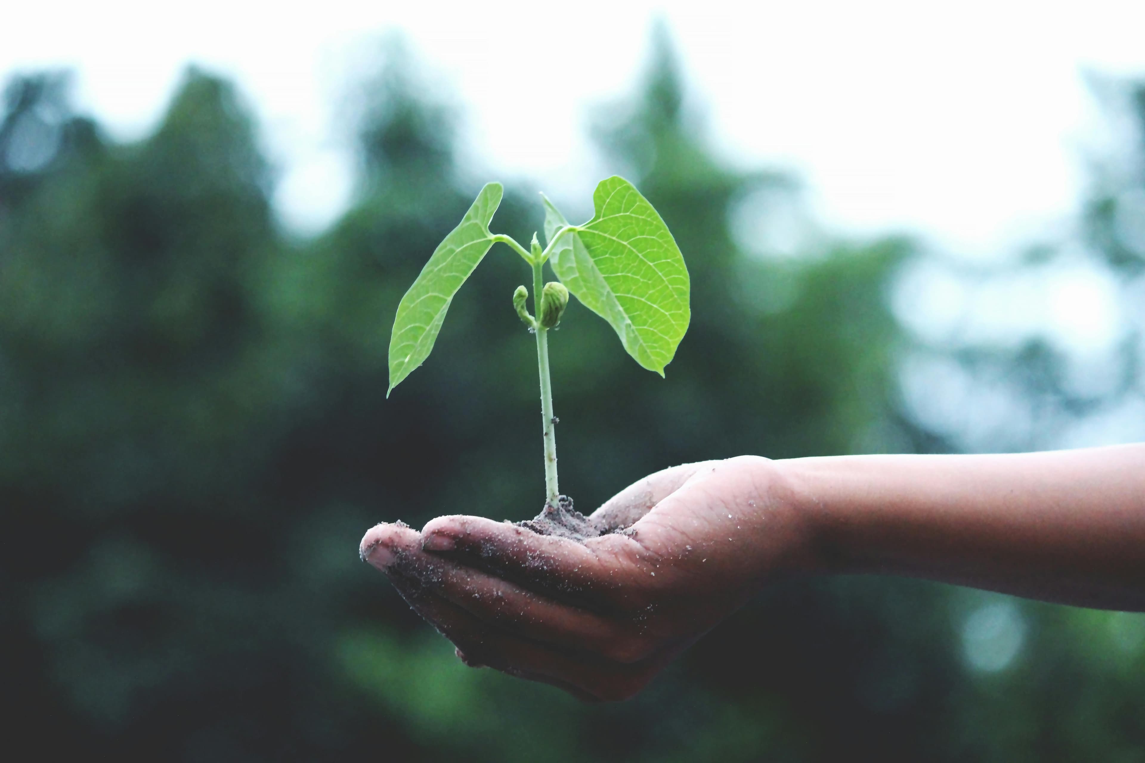 I planted 1000 trees in my community